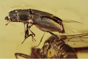 SCYDMAENIDAE Unusual Ant-like Stone Bettle BALTIC AMBER 1592